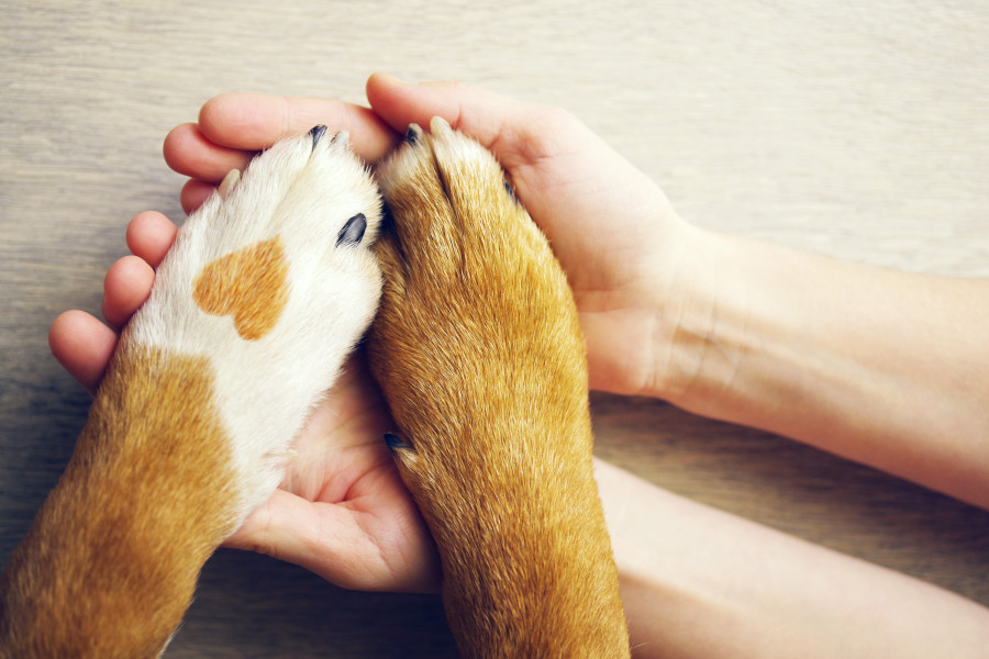 How pets can improve our mental health - Banner Image